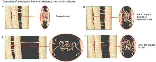 Schematic of the cumulative effect of bone glue molecules acting together to resist fracture under impacts.