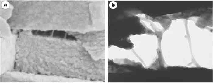 Scanning and transmission electron micrographs of freshly cleaved abalone shell, showing glue-like or adhesive ligaments between nacre tablets. a) Scanning electron micrograph of a freshly cleaved abalone shell showing adhesive ligaments formed between consecutive abalone nacre tablets on the exertion of mechanical stress. The tablets are ~400nm thick. b) Transmission electron micrograph of another cleaved abalone shell, showing the adhesive ligaments between the nacre tablets. The space between the tablets is ~600 nm. It can be seen that the ligaments of glue can lengthen to many times the original spacing between the tablets, which is of the order of 30 nm. From Smith et al. Nature 399: 761-763, 1999.